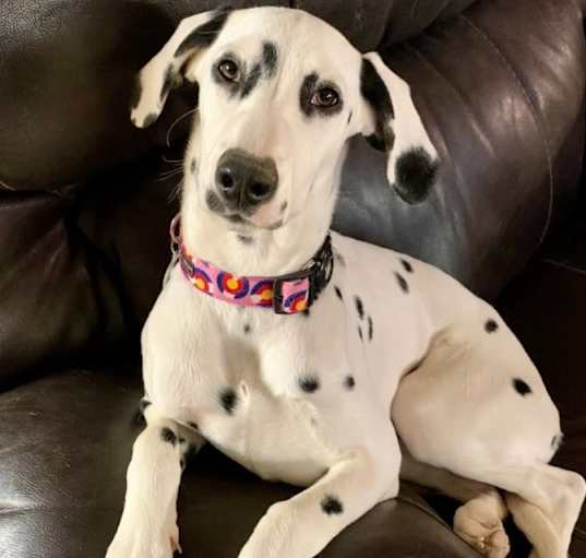 Photo of Duchess