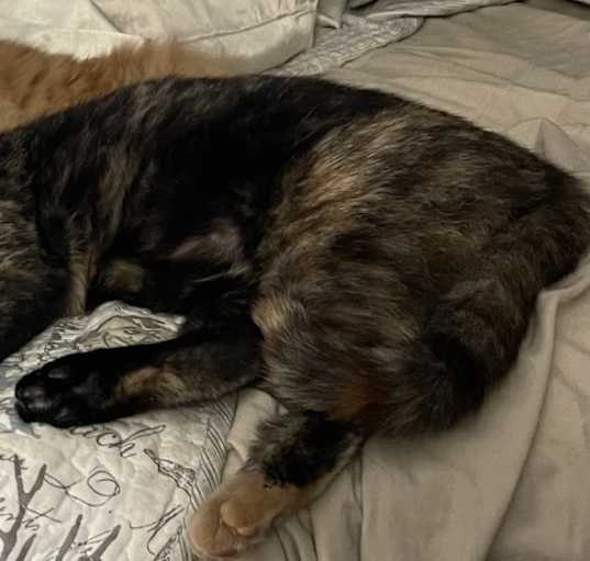Photo of Ms Torti
