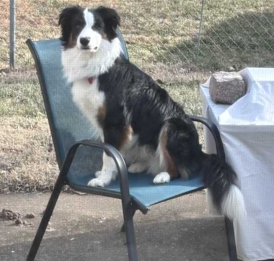 Photo of Maverick