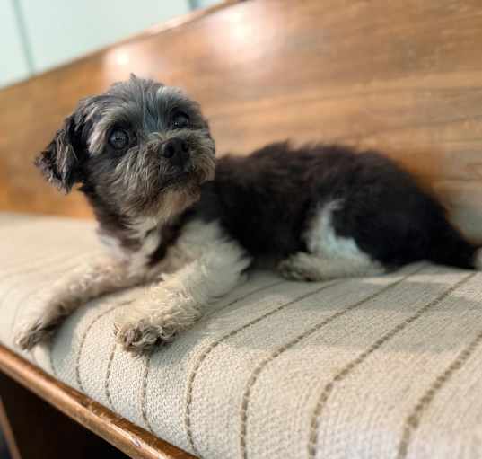 Photo of Britches