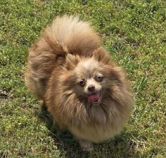 Photo of Evie