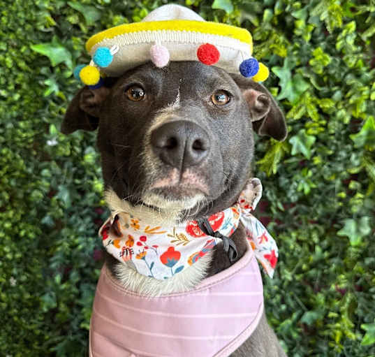 Photo of Candy