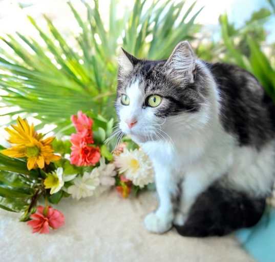 Photo of Kami