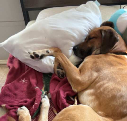 Photo of Atlas