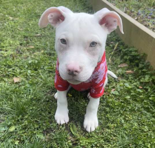 Photo of Daisy