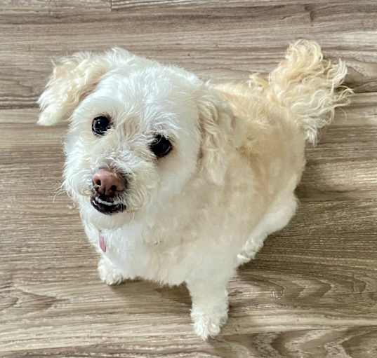 Photo of Luna