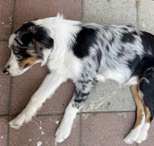 Photo of Rocky