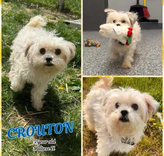Photo of Crouton