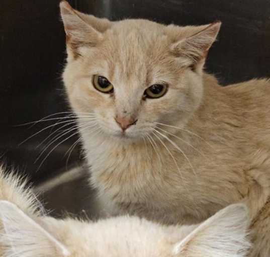 Photo of Bagel