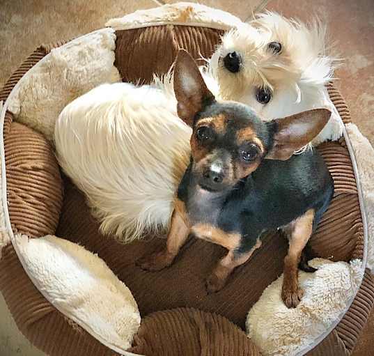Photo of Josie & Koko