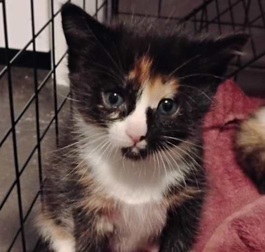 Photo of Scooter