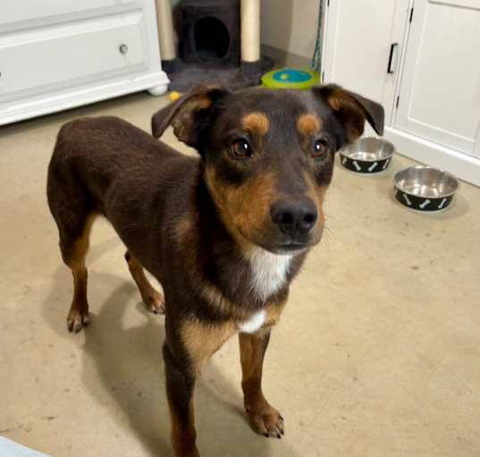 Photo of Merlin