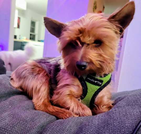 Photo of chewy