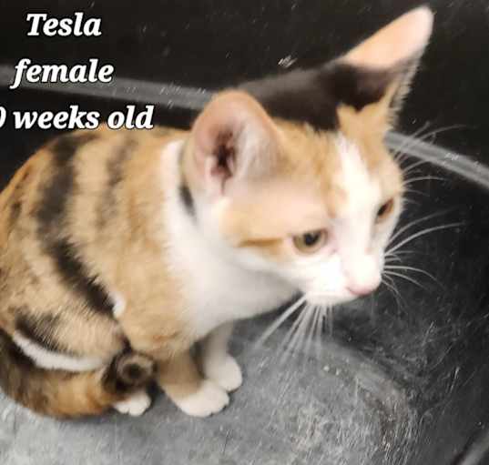 Photo of Tesla