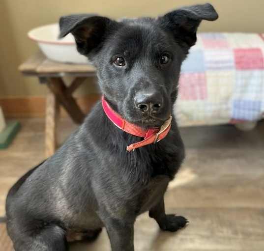 Photo of Scout