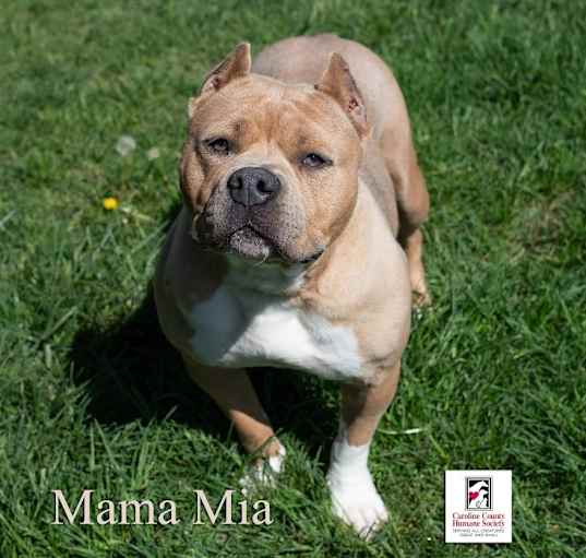 Photo of Mama Mia