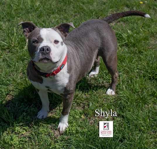 Photo of Shyla