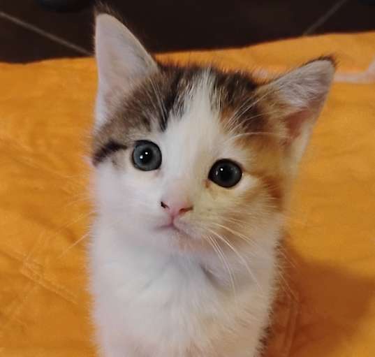 Photo of Snickers