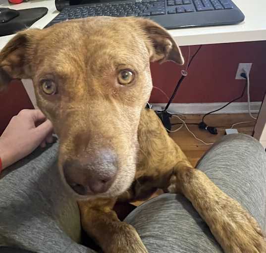 Photo of Buddy