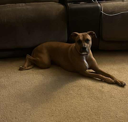 Photo of Scarlet