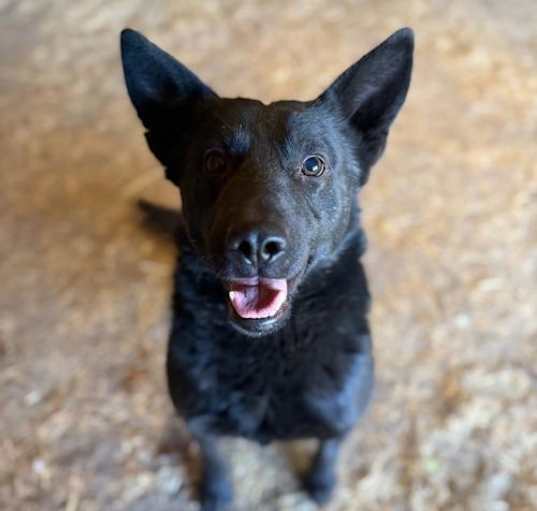 Photo of Dodger