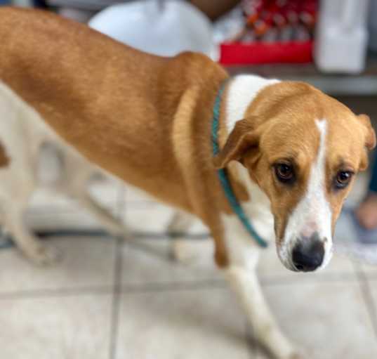 Photo of Tally