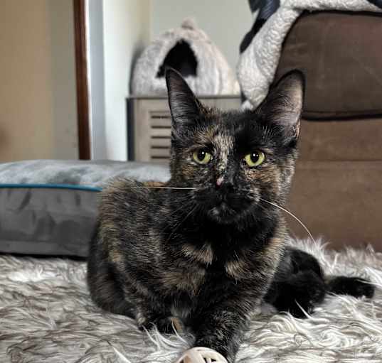Photo of Moxie