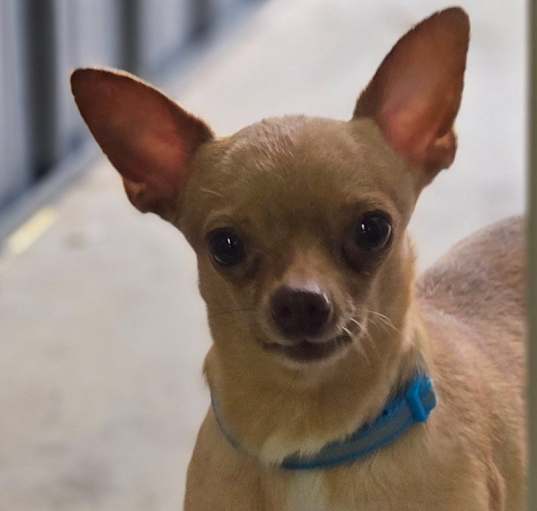 Photo of Dash
