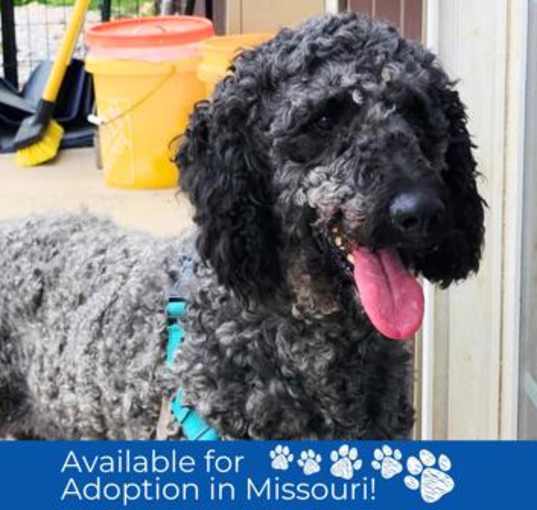 Photo of Gonzo - Missouri