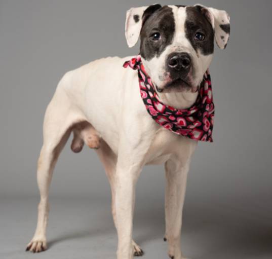 Photo of Boomhowler