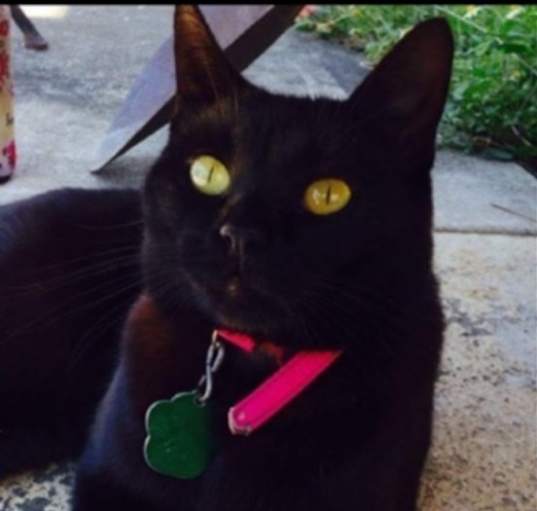 Photo of Lucky