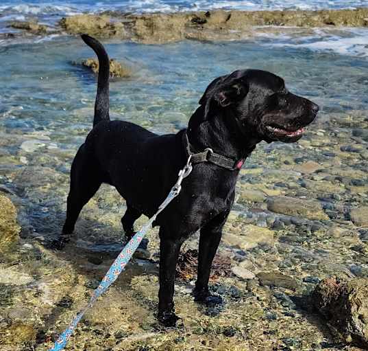 Photo of Pearl