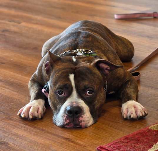 Photo of Boomer (Max)