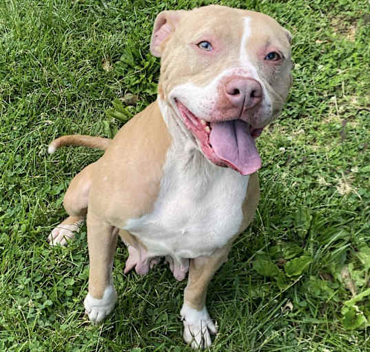 Photo of Nova