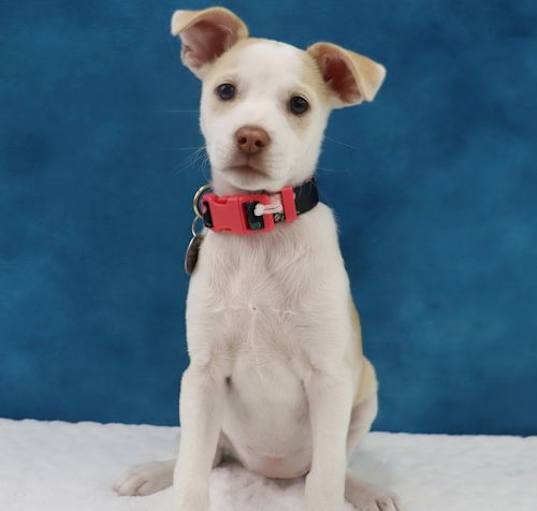 Photo of Poppy