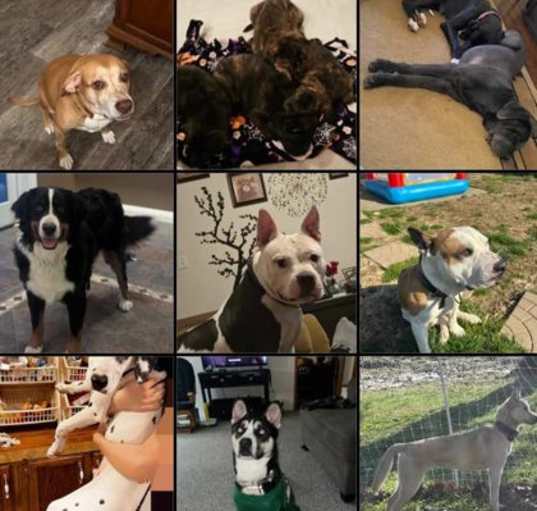 Photo of Dog on waitlist