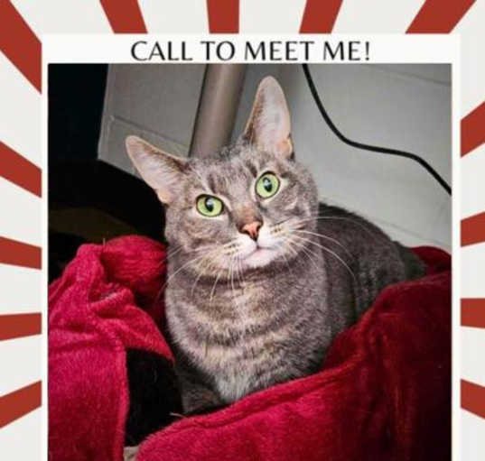 Photo of Grayson (Bonded with Mason)