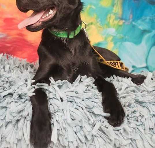 Photo of Colt