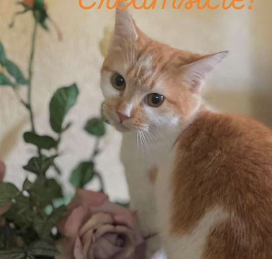 Photo of Creamsicle