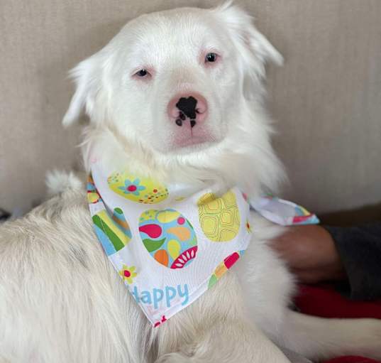 Photo of Marshmallow - 2278