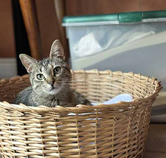 Photo of Tulip