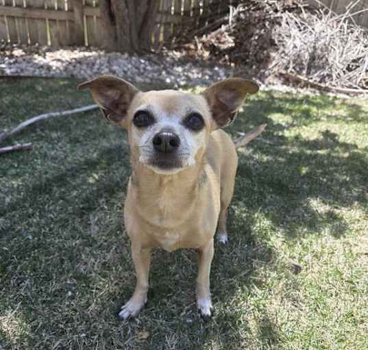 Photo of Honey