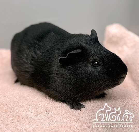 Photo of KRISTOFF