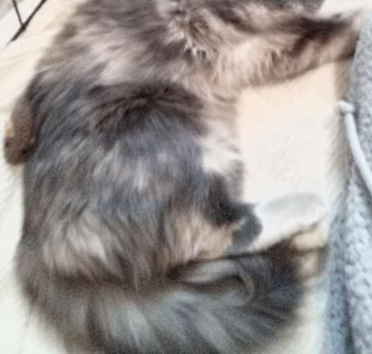 Photo of Sissy