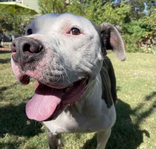 Photo of Milo