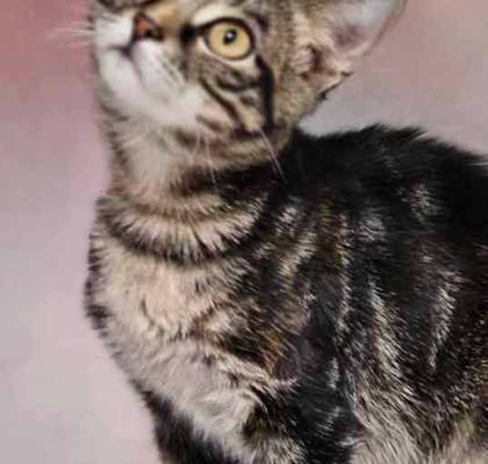 Photo of BLANCHE