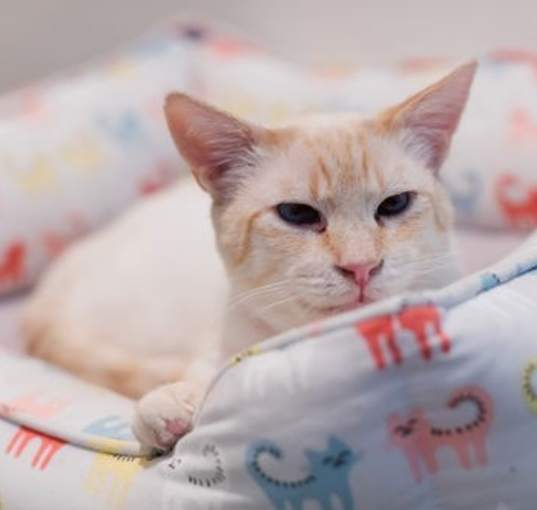 Photo of George (bonded with Elsie)
