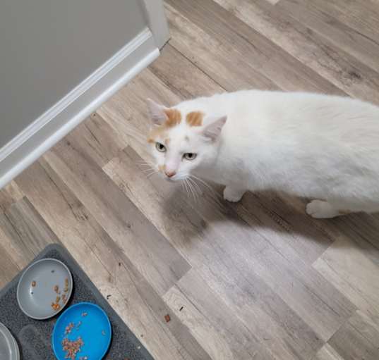 Photo of Cat