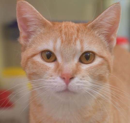 Photo of Rippley