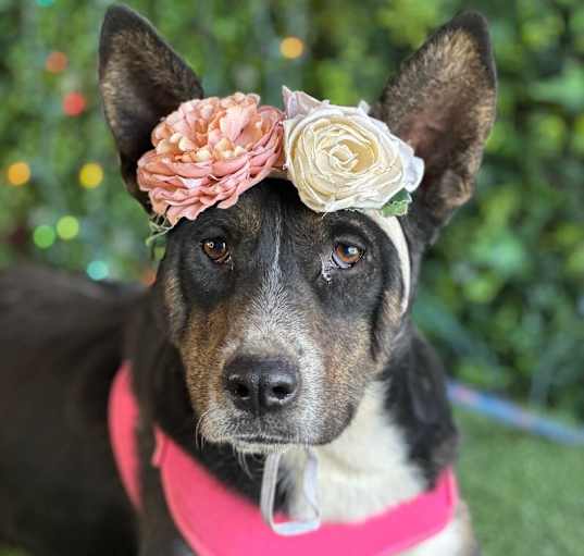 Photo of Juno